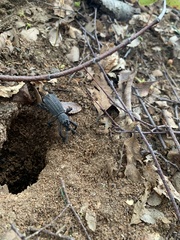 Aegorhinus suturalis