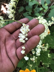 Antigonon flavescens