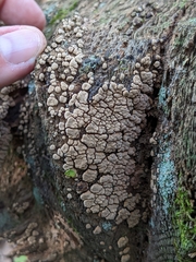 Xylobolus frustulatus