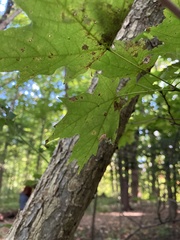 Vasates aceriscrumena