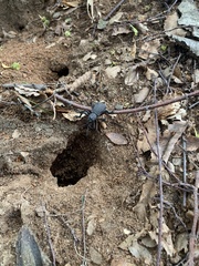 Aegorhinus suturalis