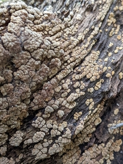 Xylobolus frustulatus