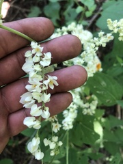 Antigonon flavescens