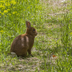 Oryctolagus cuniculus domesticus