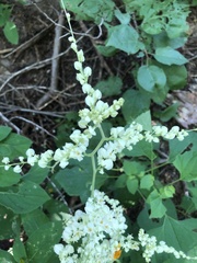 Antigonon flavescens