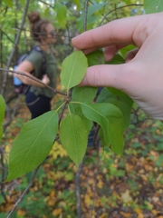 Viburnum lentago