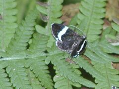 Trichodezia albovittata