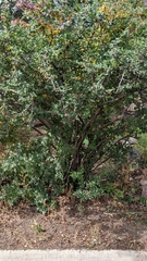 Cotoneaster lucidus