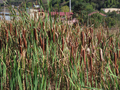 Typha × glauca