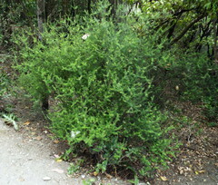 Leptecophylla juniperina