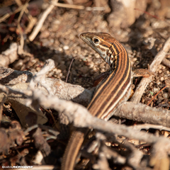 Aspidoscelis hyperythrus