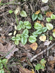 Lamium galeobdolon argentatum