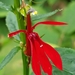 Lobelia cardinalis - Photo ללא זכויות יוצרים, הועלה על ידי Lottery Discountz