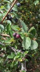 Cotoneaster lucidus