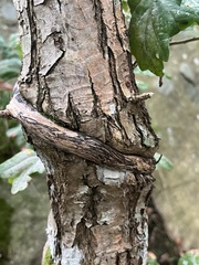 Lonicera caprifolium