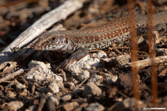 Aspidoscelis maximus