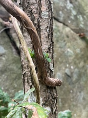 Lonicera caprifolium