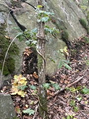 Lonicera caprifolium