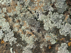 Protoparmeliopsis muralis