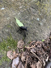 Aegorhinus suturalis