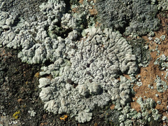 Protoparmeliopsis muralis