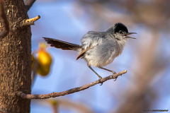 Polioptila californica