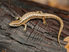 Elgaria multicarinata multicarinata