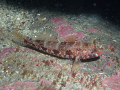 Gobius cruentatus