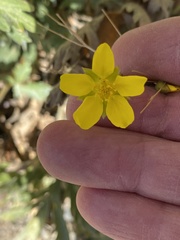 Potentilla breweri