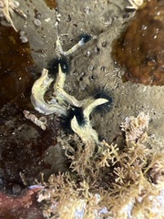 Spirobranchus cariniferus