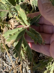 Potentilla breweri