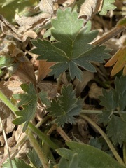 Potentilla breweri