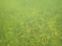 Potamogeton robbinsii