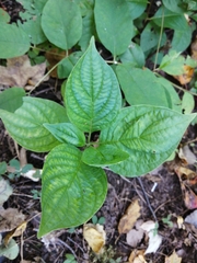 Cornus alternifolia