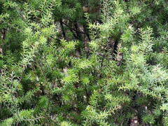 Leptecophylla juniperina
