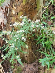 Boltonia asteroides