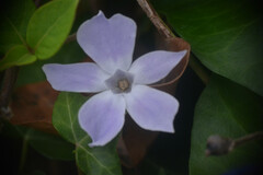 Vinca