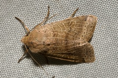 Agrochola nitida