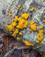 Tremella