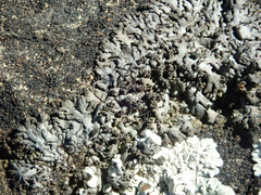 Physcia caesia