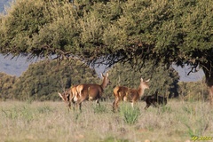 Cervus elaphus elaphus