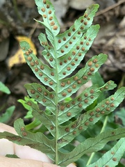 Polypodium vulgare