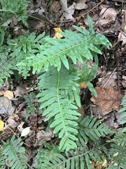 Polypodium vulgare