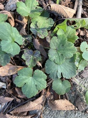 Ranunculus recurvatus