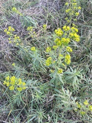Euphorbia virgata