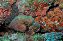Gymnothorax breedeni