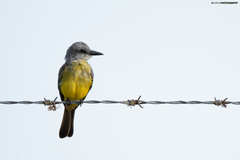 Tyrannus melancholicus