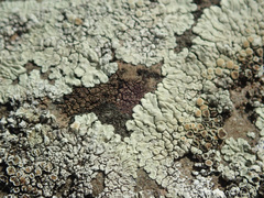 Protoparmeliopsis muralis