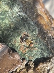Palpada mexicana