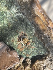 Palpada mexicana